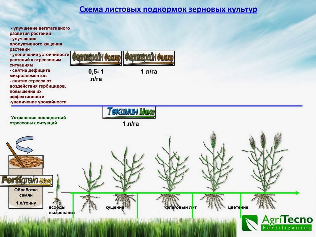 Внекорневая подкормка огурцов мочевиной. Удобрения для зерновых. Листовая подкормка. Подкормка пшеницы схема. Удобрение листовое пшеницы.