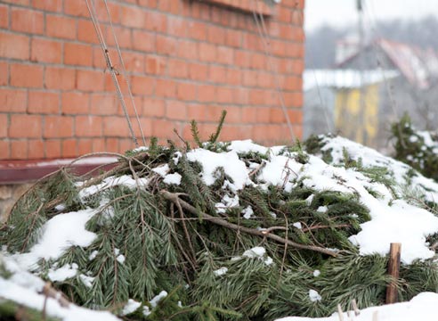 гортензия укрытие на зиму фото