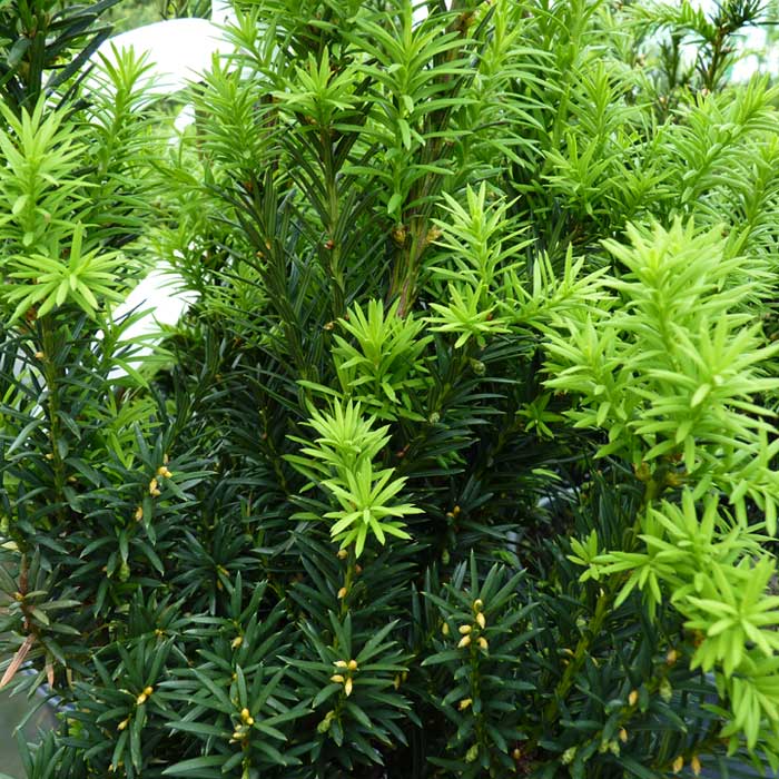 Тисс средний. Тисс Hillii. Тисс (Taxus). Тисс Taxus Media Hillii. Тисс baccata elegantissima.