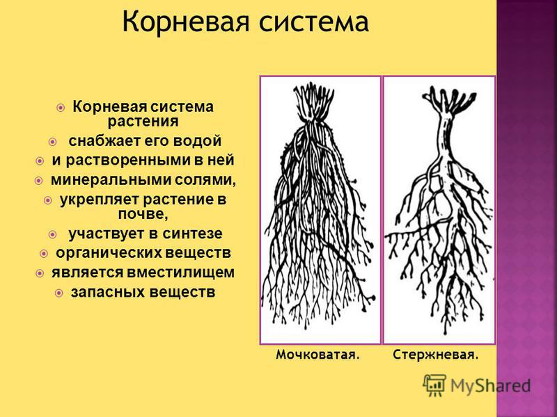 Стержневая система состоит из. Растения у которых мочковатая корневая система. Пшеница корневая система мочковатая или стержневая. Стержневая и мочковатая корневая система. Корень т корневая система.