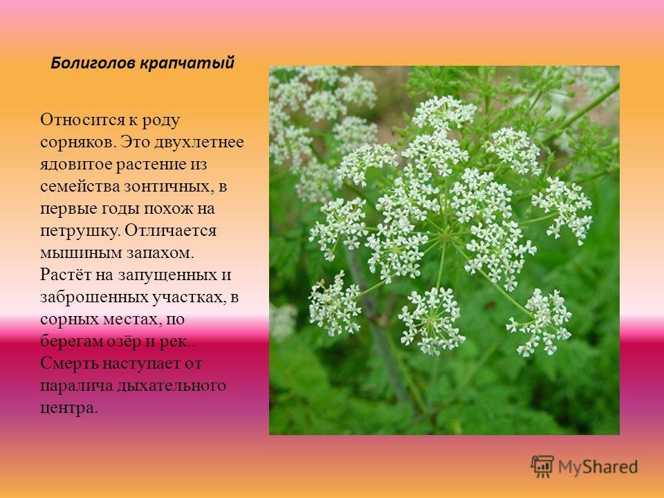 Болиголов фото растения крупным планом и описание. Болиголов пятнистый зонтичные. Болиголов крапчатый ядовитый. Болиголов крапчатый ядовитое растение. Болиголов пятнистый ядовитое.