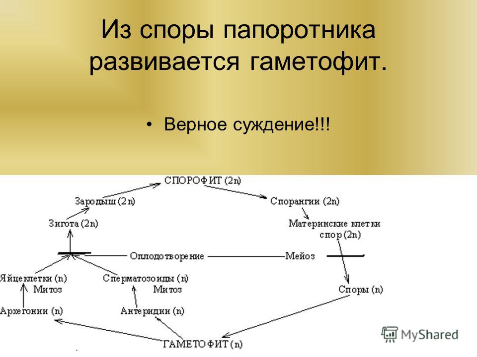 Половое поколение папоротников развивается из. Из спор папоротника развиваются. Из споры папоротника развивается. Споры папоротника образуются митозом. Анекдот про папоротники и споры.