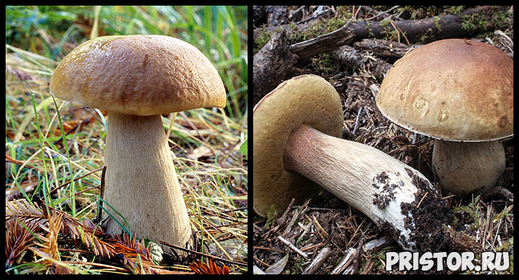 Белый гриб - фото и описание, как отличить белый гриб от ложного 2