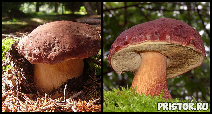 Белый гриб - фото и описание, как отличить белый гриб от ложного 3
