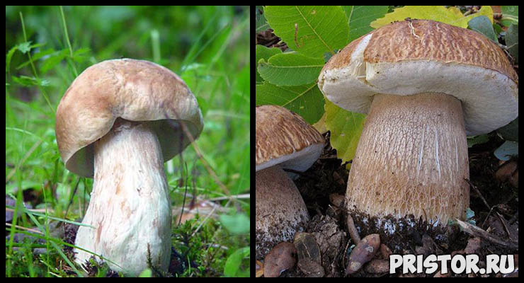 Белый гриб - фото и описание, как отличить белый гриб от ложного 5