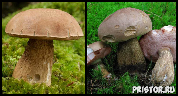 Белый гриб - фото и описание, как отличить белый гриб от ложного 6