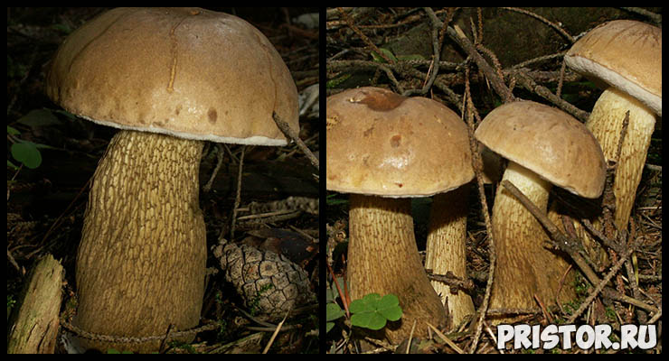 Белый гриб - фото и описание, как отличить белый гриб от ложного 7