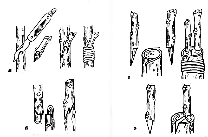 Весенняя прививка яблони черенком. Прививка яблони прививочным секатором весной. Черенки подвоев яблони.