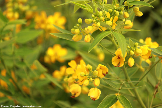 Желтые цветы из Турции