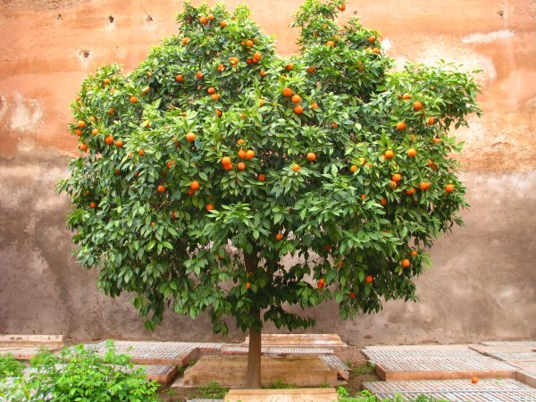 A mature, standard orange tree in full fruit against an ancient pink mud wall