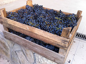 Ящик винограда