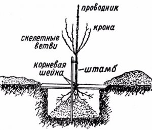 Посадка акации