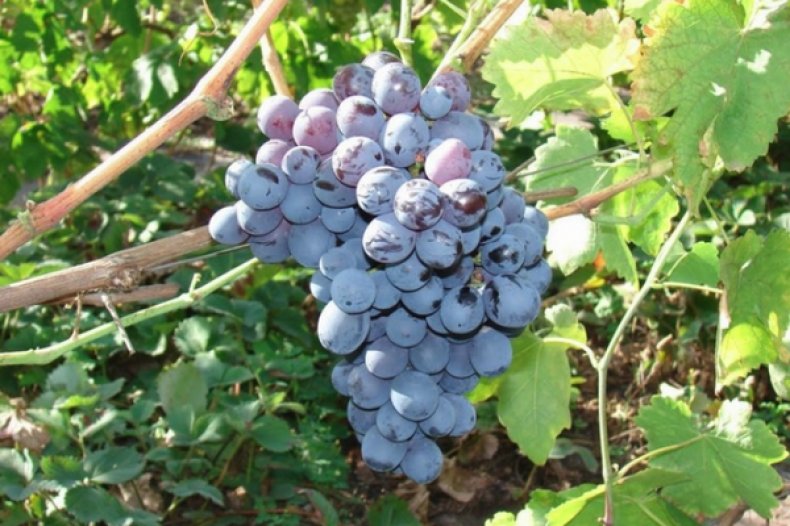 Виноград Альфа