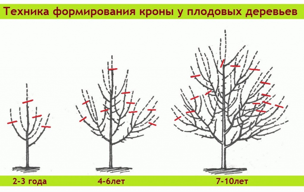 Формирование кроны