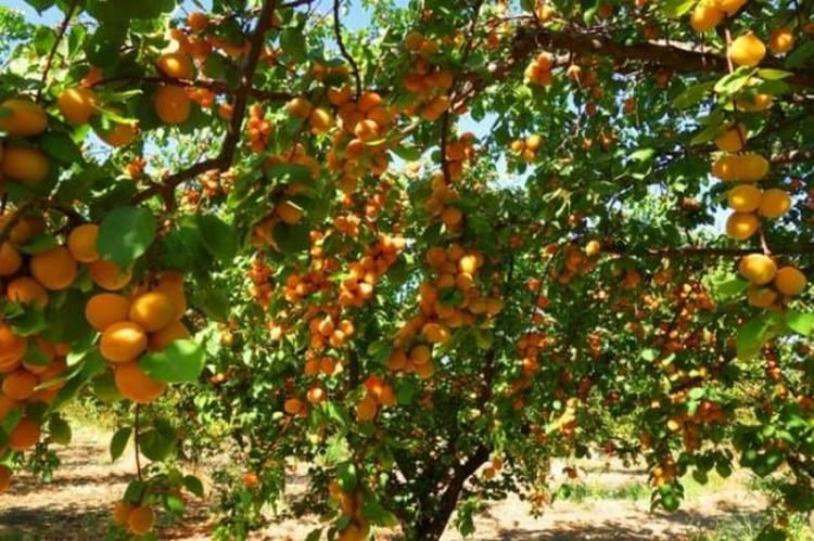 можно ли обрезать плодовые деревья осенью