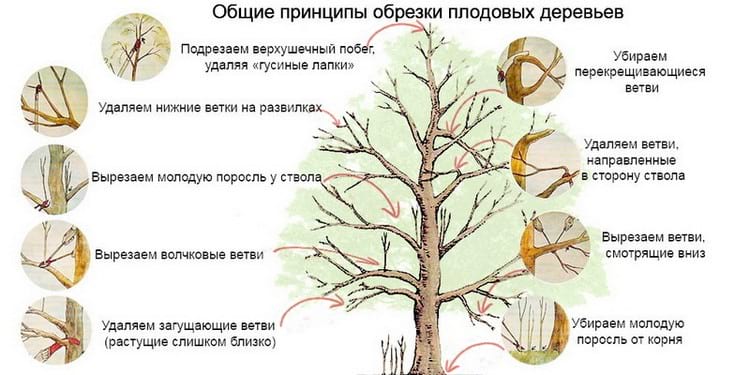 можно ли обрезать плодовые деревья осенью