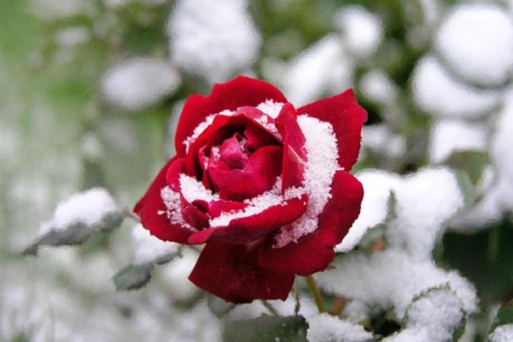 как сохранить розы зимой в Сибири