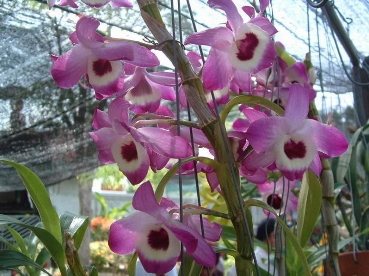 как поливать орхидею дендробиум нобиле