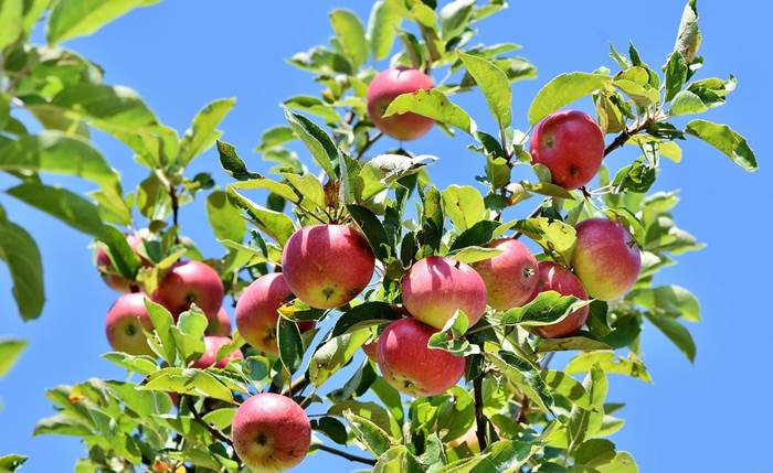 Яблоки на яблоне фото