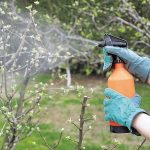 Чем полить растения от вредителей: препараты для борьбы с насекомыми