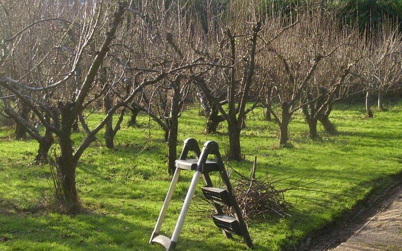 Общие принципы и правила обрезки плодовых деревьев своими руками