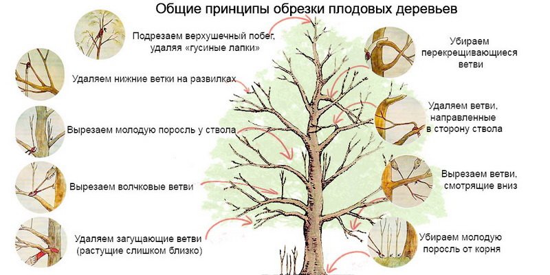 Общие принципы и правила обрезки плодовых деревьев своими руками фото