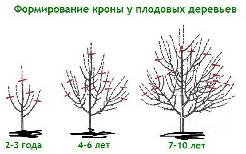 Правильные приёмы обрезки плодовых деревьев: технология подрезки и вырезки
