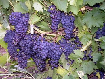 Запущенный куст винограда обрезка фото