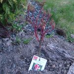 Как выращивать древовидные пионы: удобрения и укрытие
