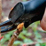 Как выращивать древовидные пионы: удобрения и укрытие