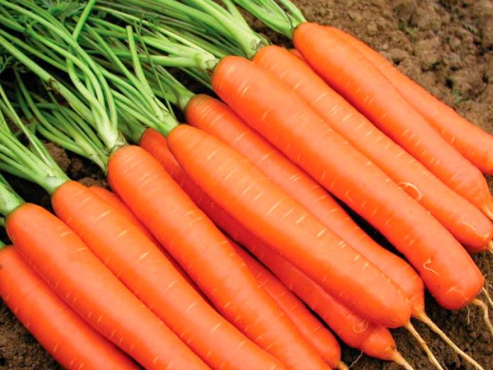 Сорт моркови «Император»