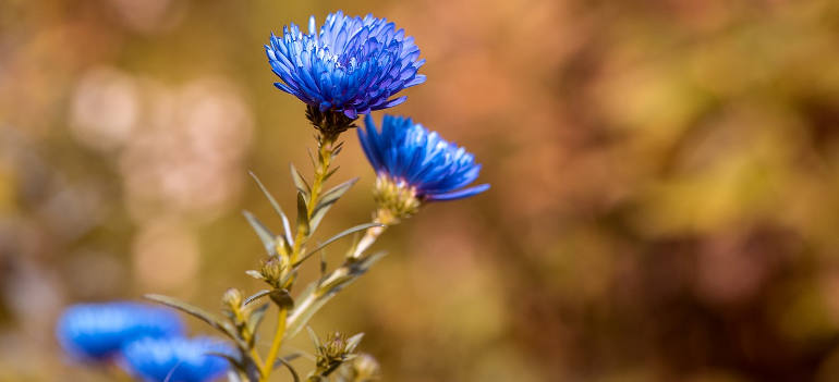 asters