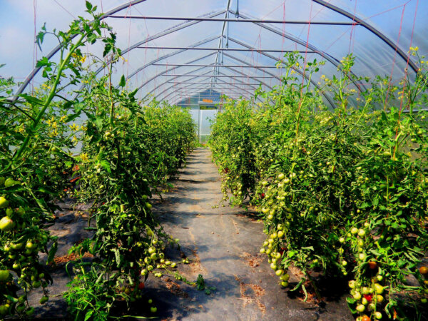 A row of tomato plants lines either side of the greenhouse.