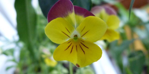 Неприхотливые цветы для клумбы: Виола трёхцветная