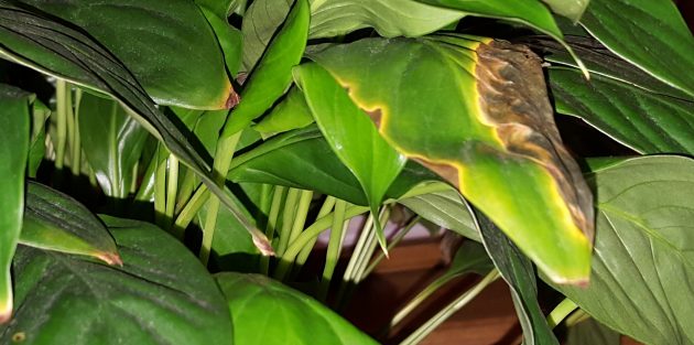 Уход за спатифиллумом в домашних условиях: Как лечить спатифиллум, если появились пятна на листьях