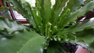 Bird’s Nest Ferns (Asplenium nidus) are easy to grow. 