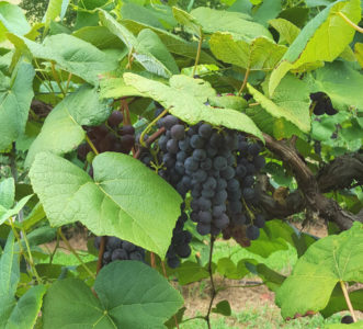 ‘Mars’ is an excellent seedless grape for fresh consumption.
