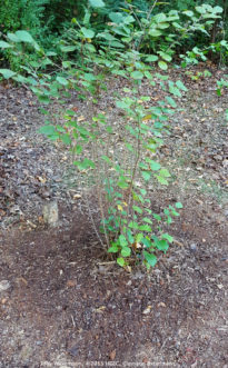 The amended soil is added to the planting hole in layers and firmed to eliminate large air pockets in the soil. On a slope, the excess planting soil is bermed up to the top of the root ball on the lower side of the hole.