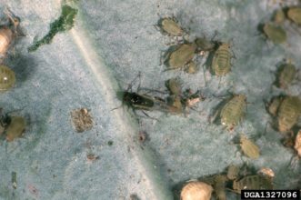 Aphid adults (winged adult in center) and immatures.