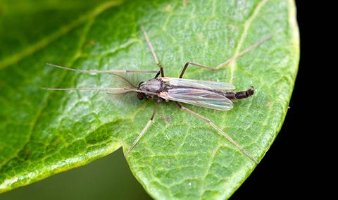 Midge resting on leaf