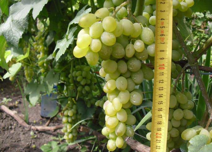 Виноград «Ананасный» формирует грозди достаточно крупных размеров