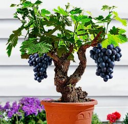 Вырастить виноград из косточки можно в домашних условиях