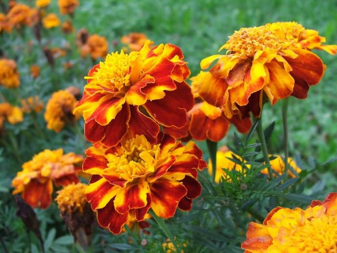 Если на вашем огороде летом и осенью росли и радовали цветением бархатцы, воспользуйтесь ими в качестве удобрения