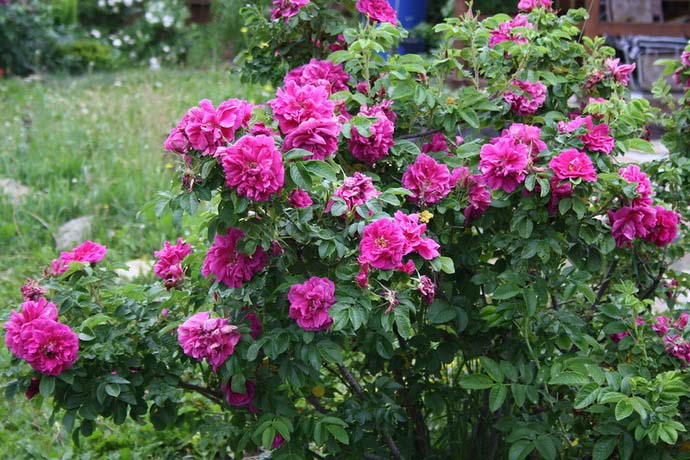 Роза ругоза многим цветоводам-любителям и садоводам известна как морщинистая роза