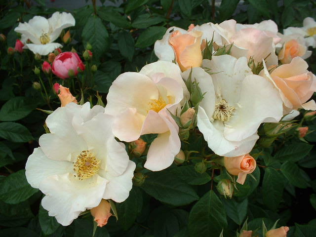 Большинство гибридов и сортов Rósa rugósa обладают повторным цветением