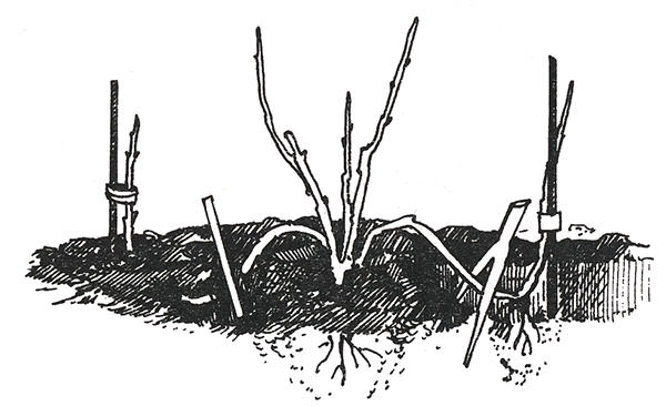 В условиях приусадебного цветоводства осуществлять размножение Rósa rugósa рекомендуется корневой порослью