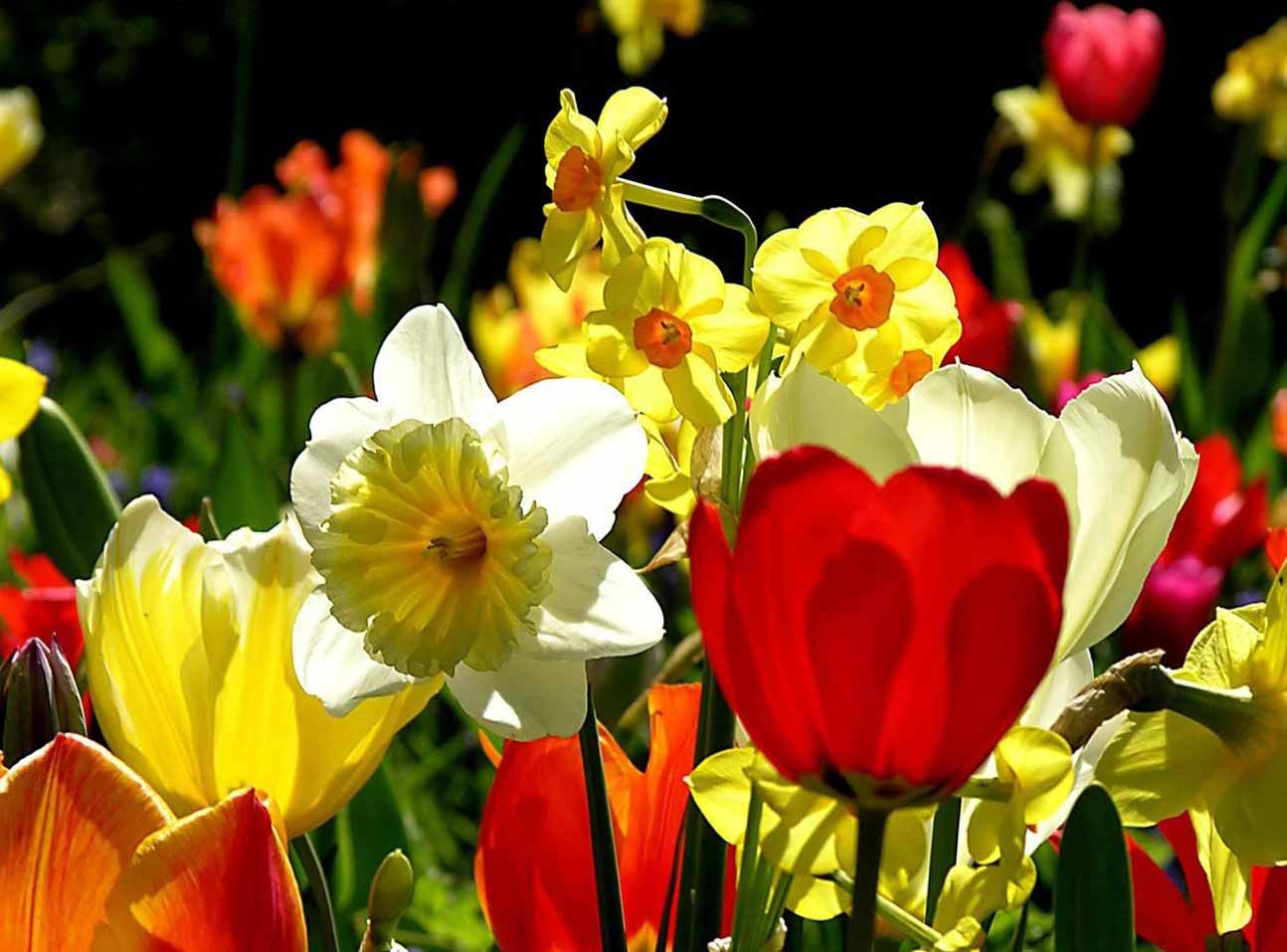Нарциссы — это цветы, которые прекрасно смотрятся в комбинации с другими растениями
