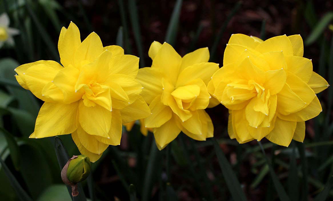 Период цветения у нарциссов относительно длительный и растягивается на апрель-июнь