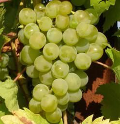 Виноград «Ананасный» относится к сортам универсального назначения