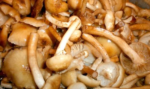 Опята, как готовить. Как готовить опята: рецепты блюд из свежих грибов